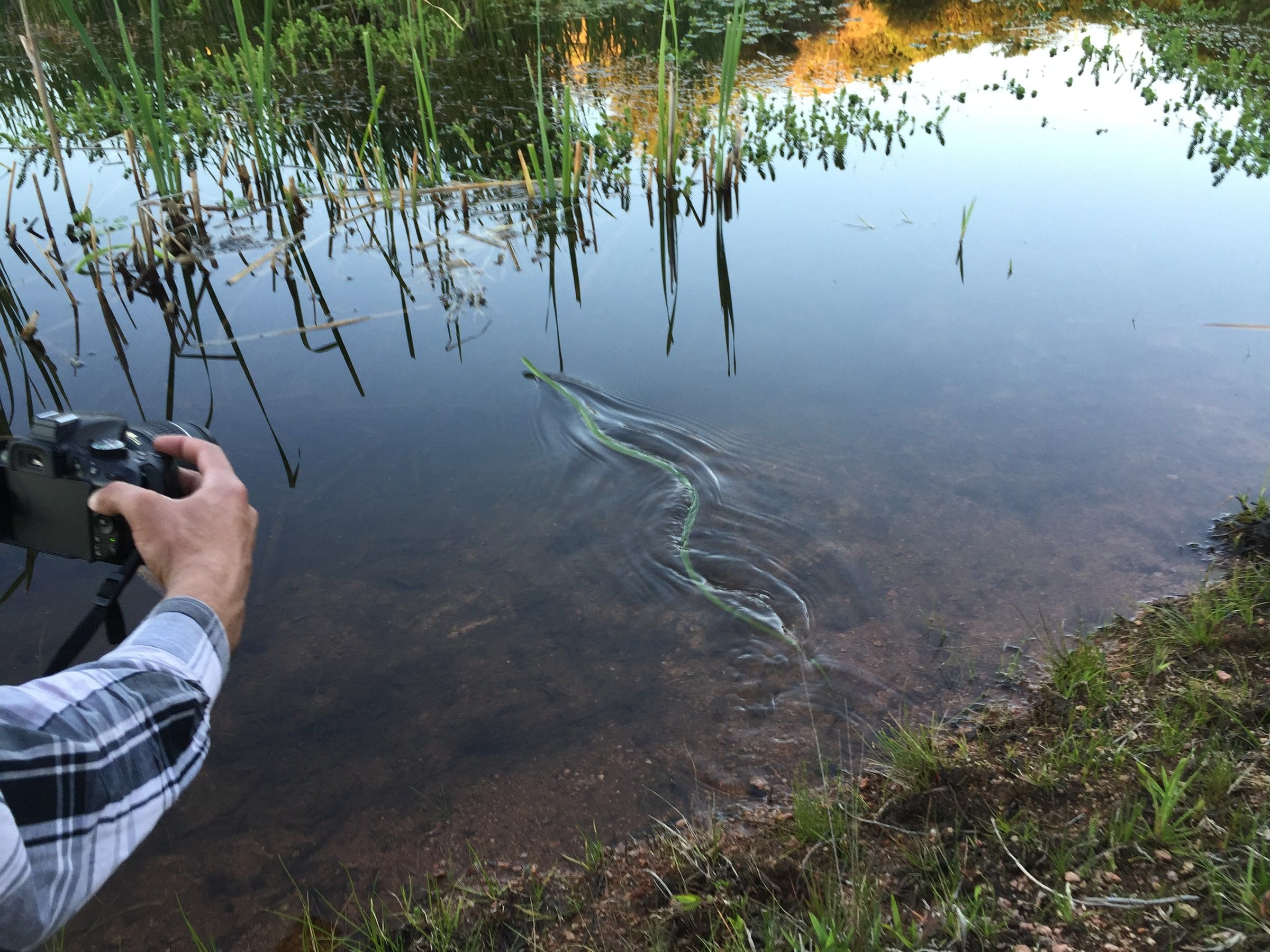 Una persona fotografía una culebra que cruza el agua en Paso Centurión