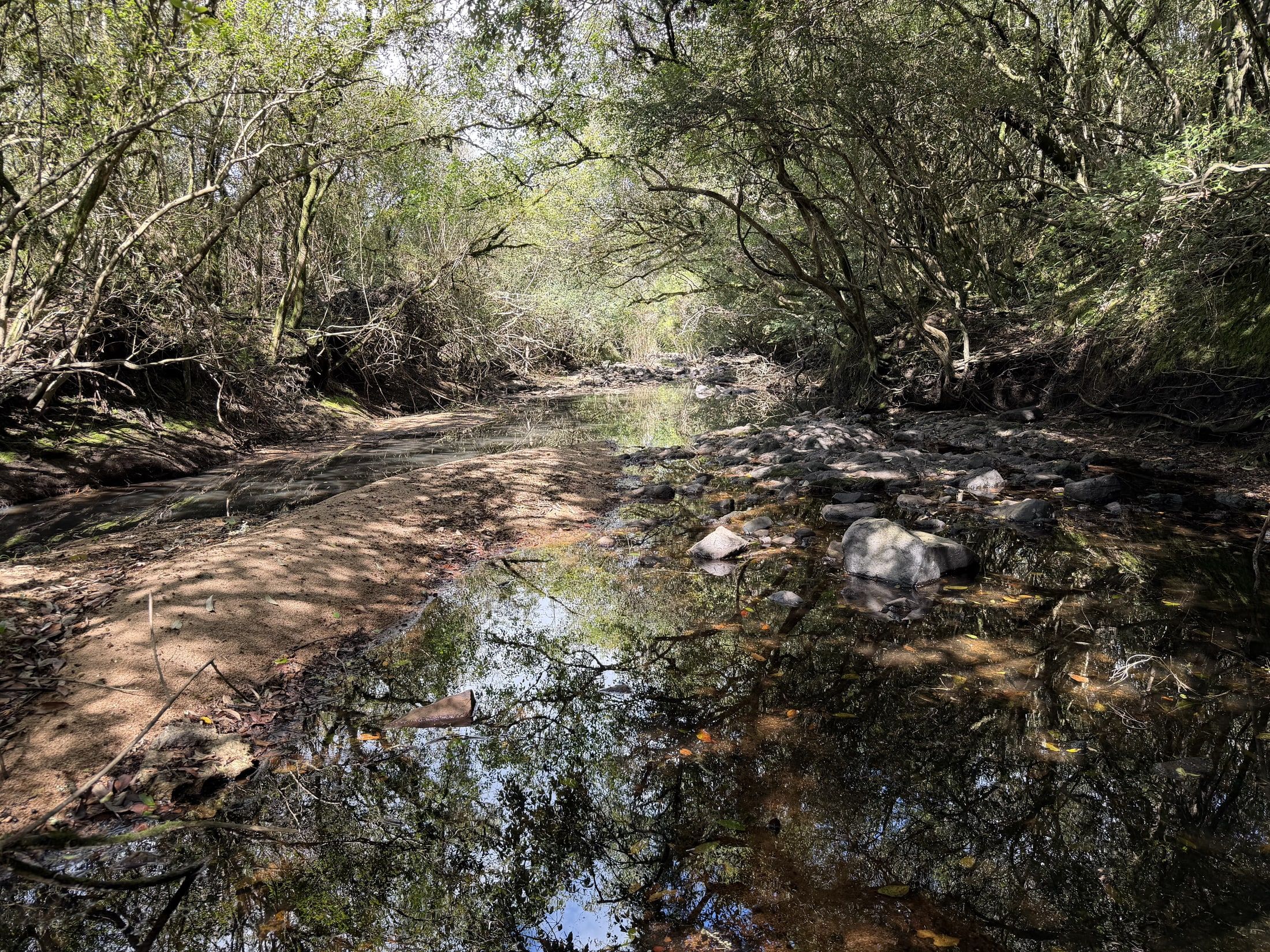 Bosque ribereño reflejado en un curso de agua tranquilo