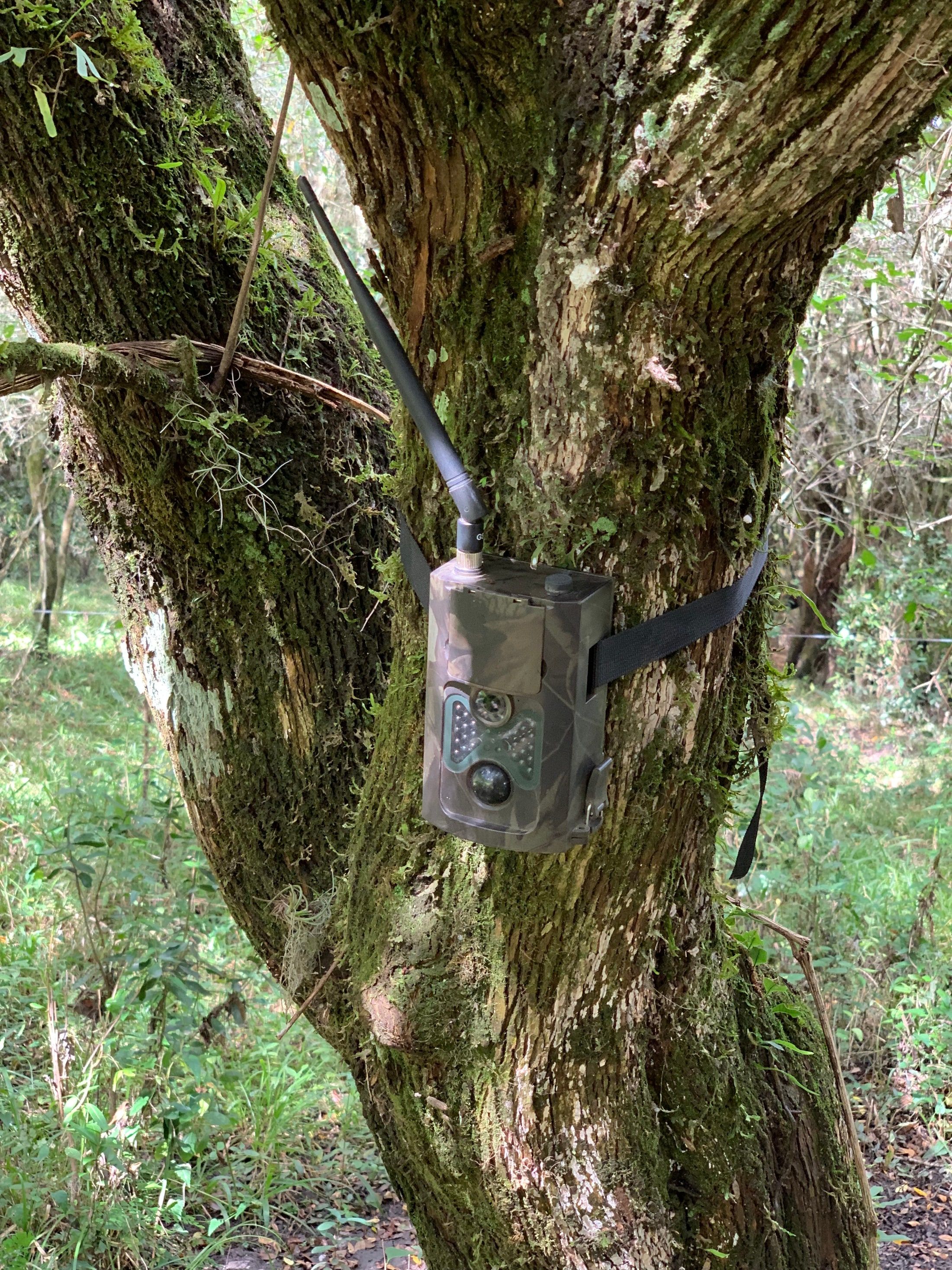 Cámara trampa instalada de forma segura en el tronco de un árbol