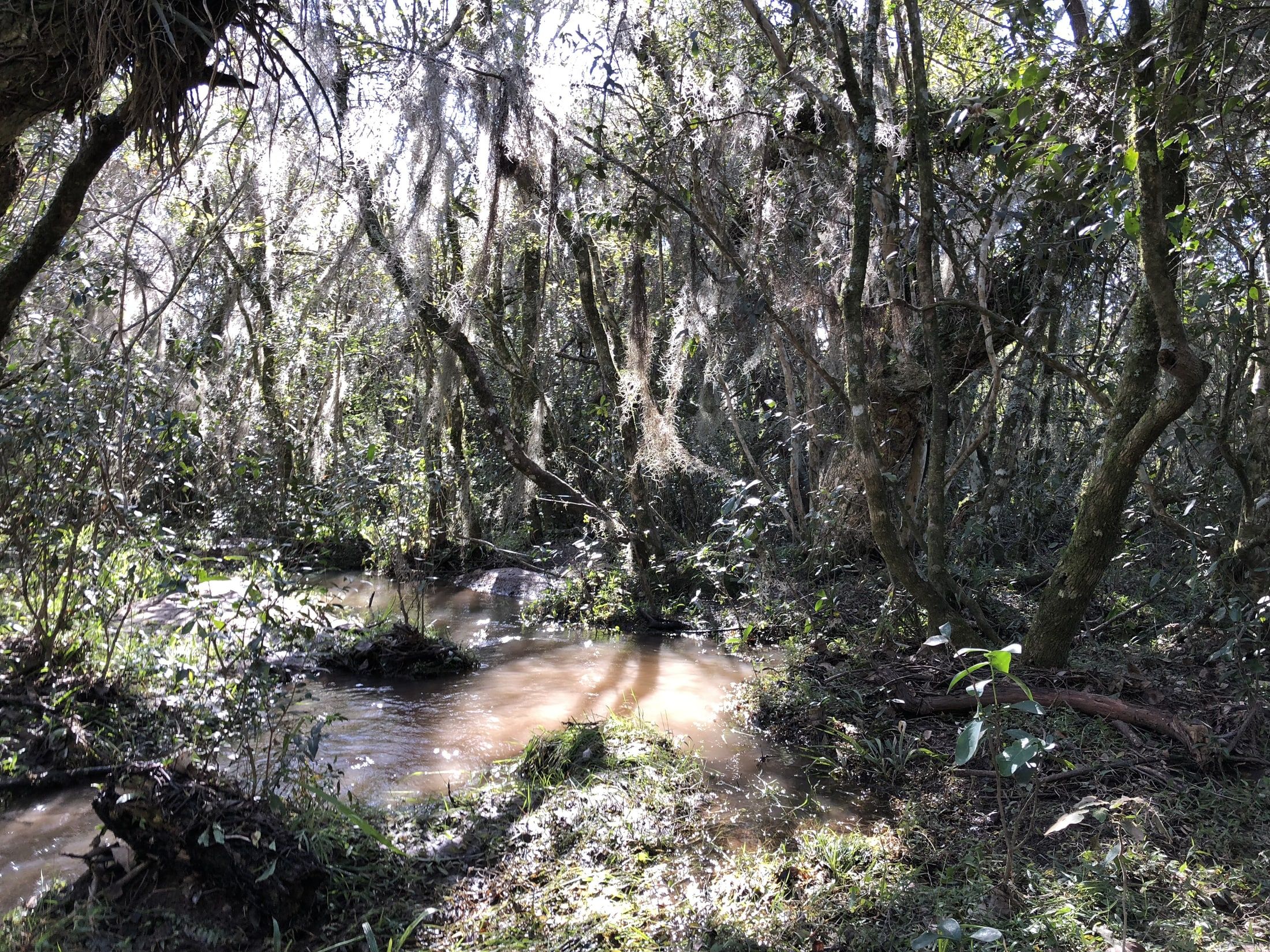 Monte húmedo y sombreado atravesado por un pequeño curso de agua