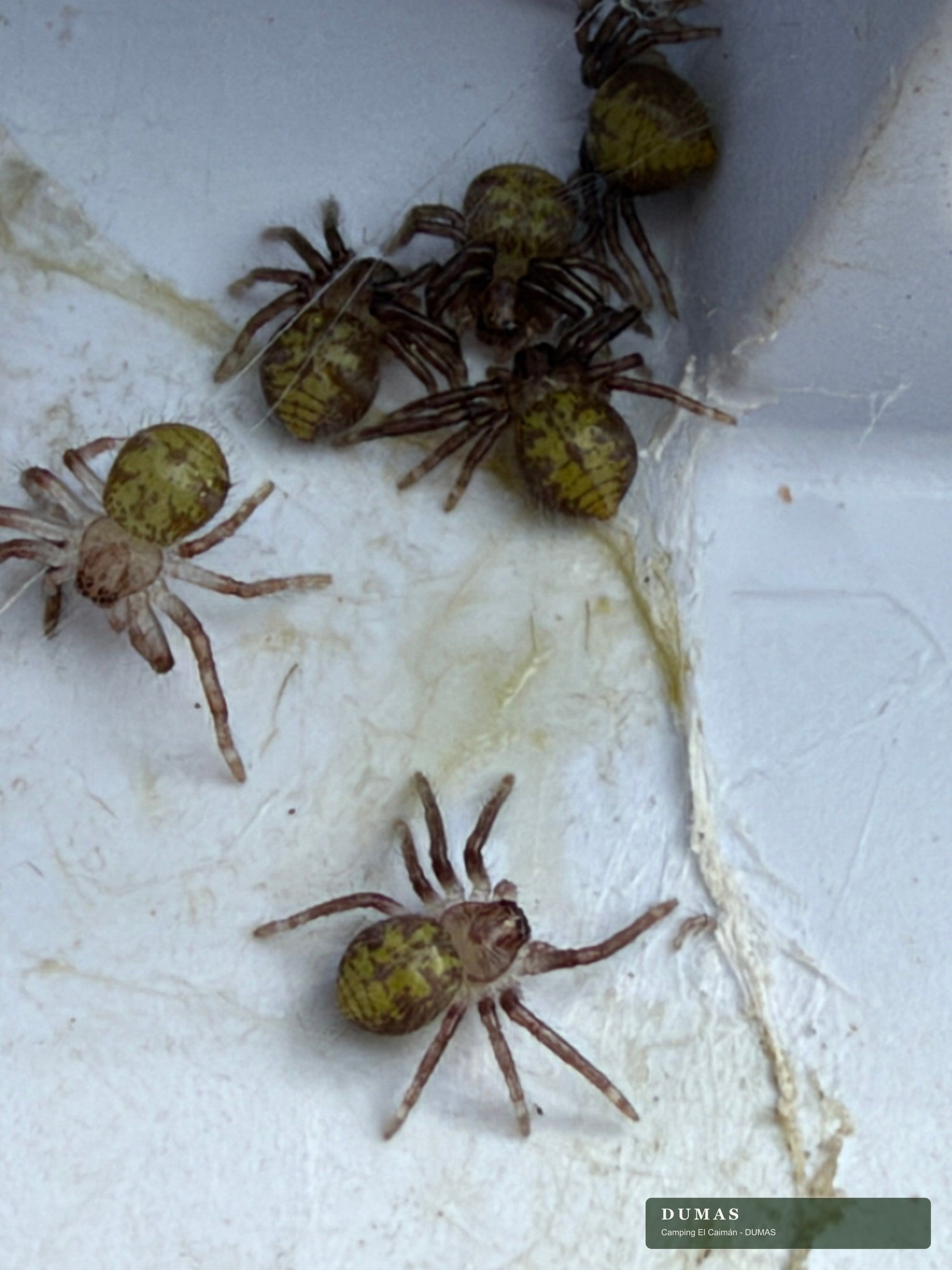 Juveniles de Polybetes sp. reunidos sobre una superficie clara