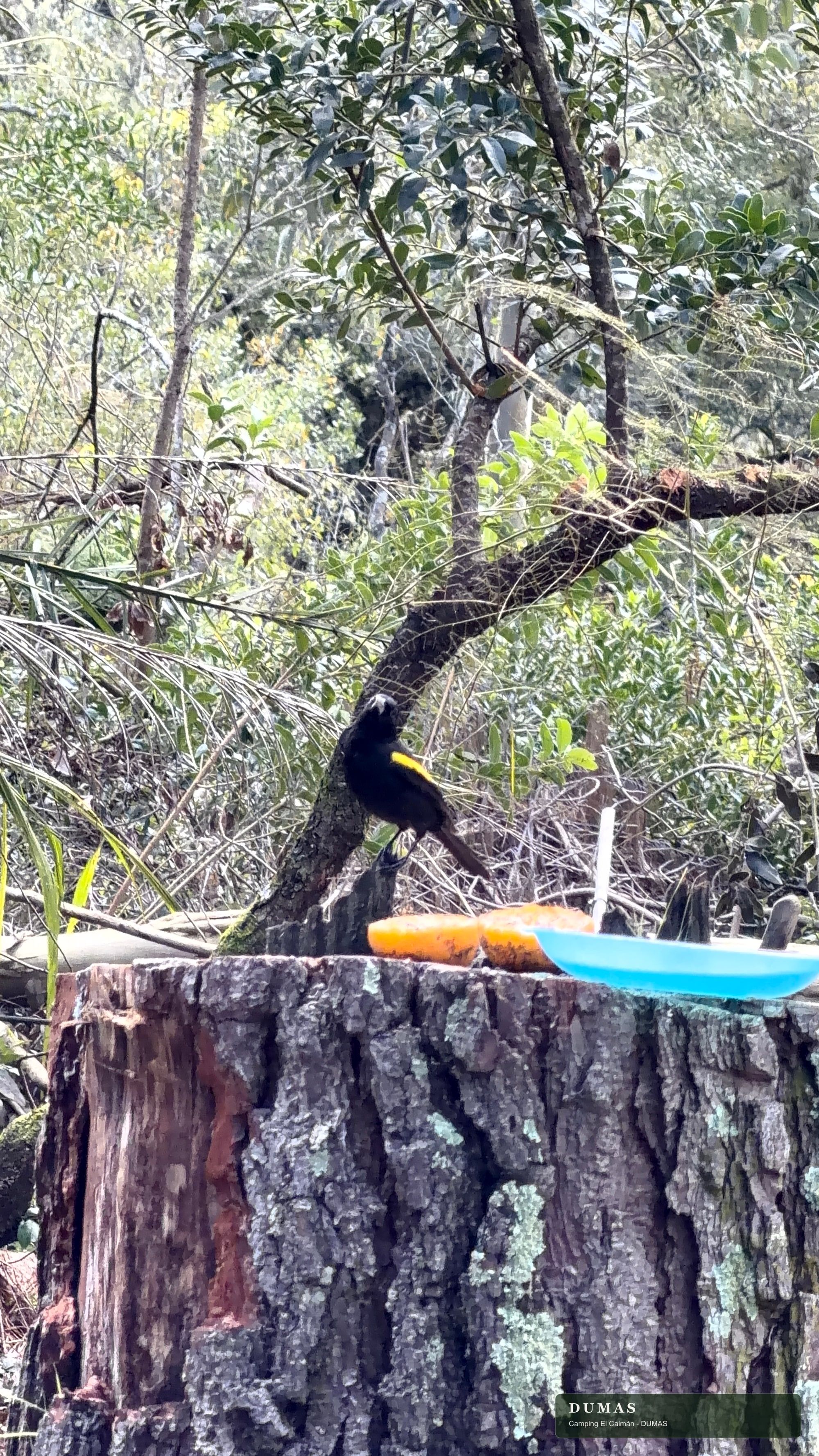 Boyero ala amarilla posado junto al tronco de un árbol
