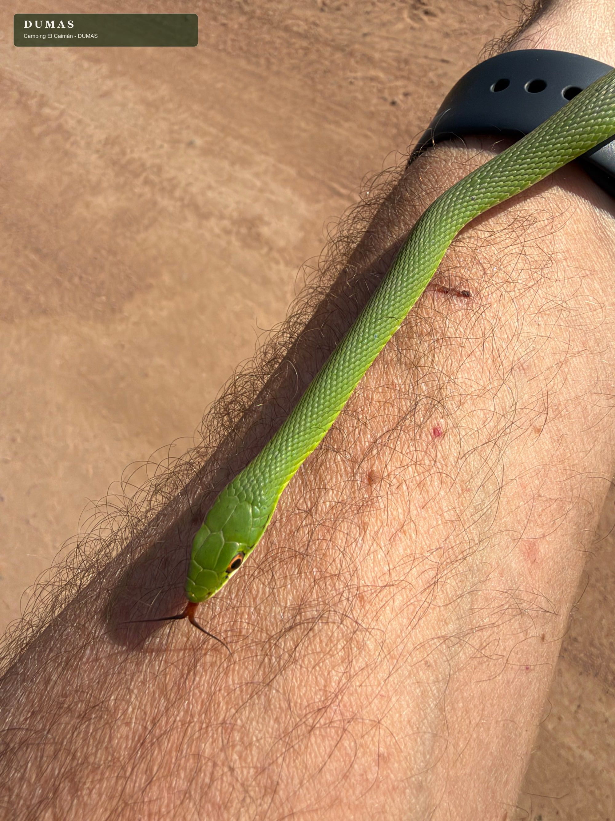 Culebra verde esmeralda observada sobre el brazo de una persona