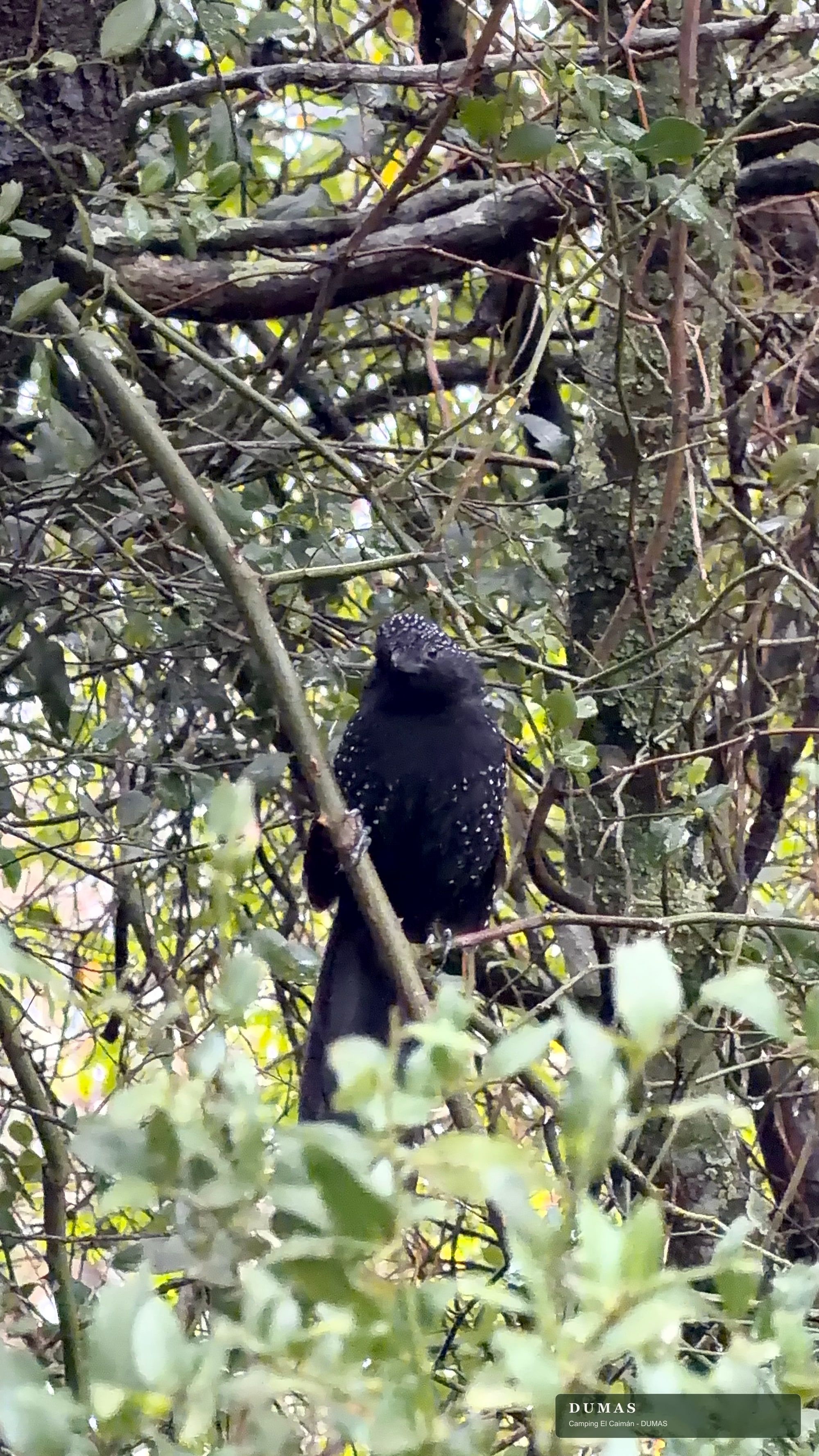 Macho de batará pintado posado entre ramas del monte