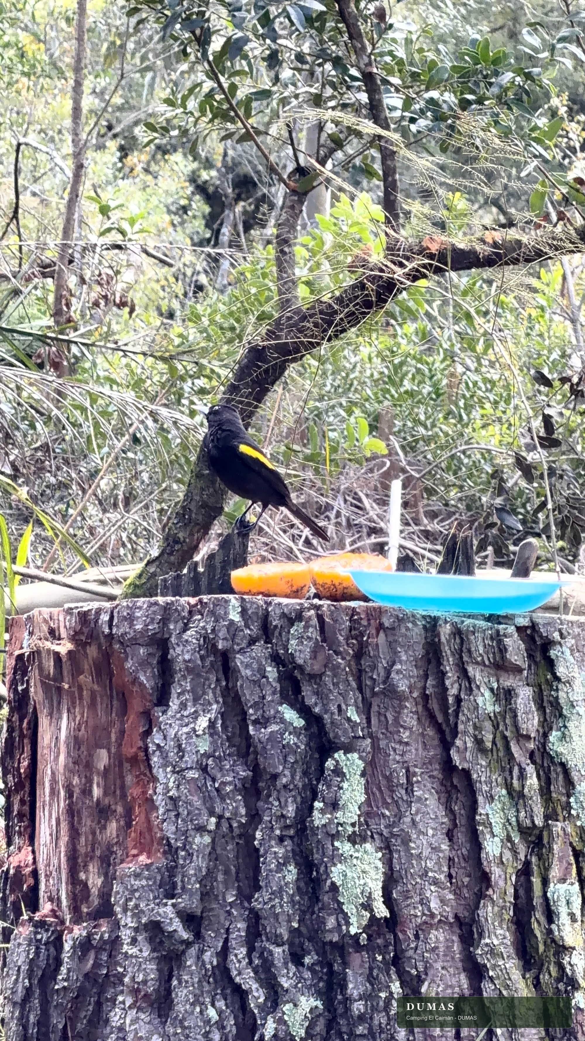Boyero ala amarilla observado sobre un tronco