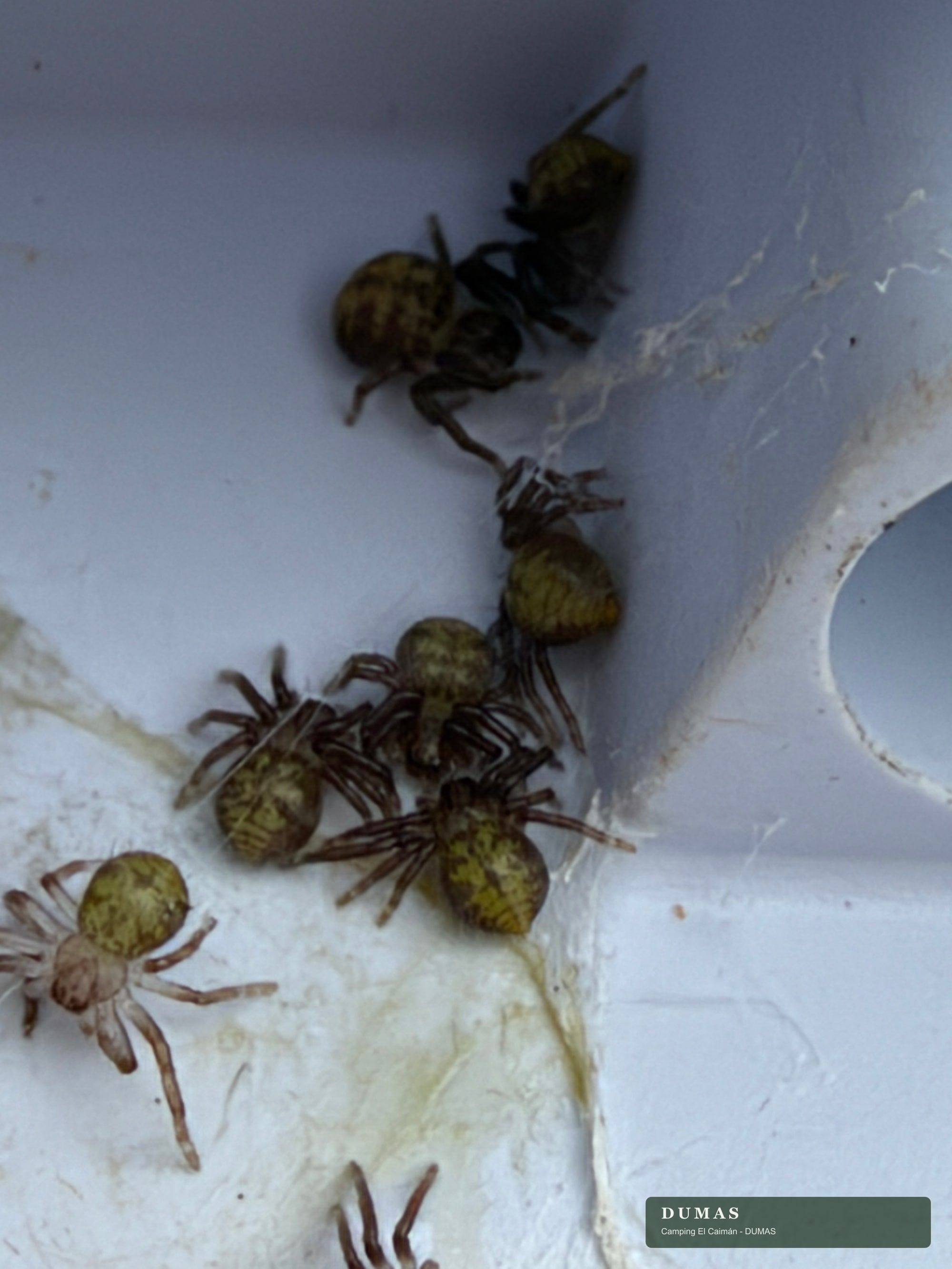 Juveniles de Polybetes sp. observados durante el mismo encuentro
