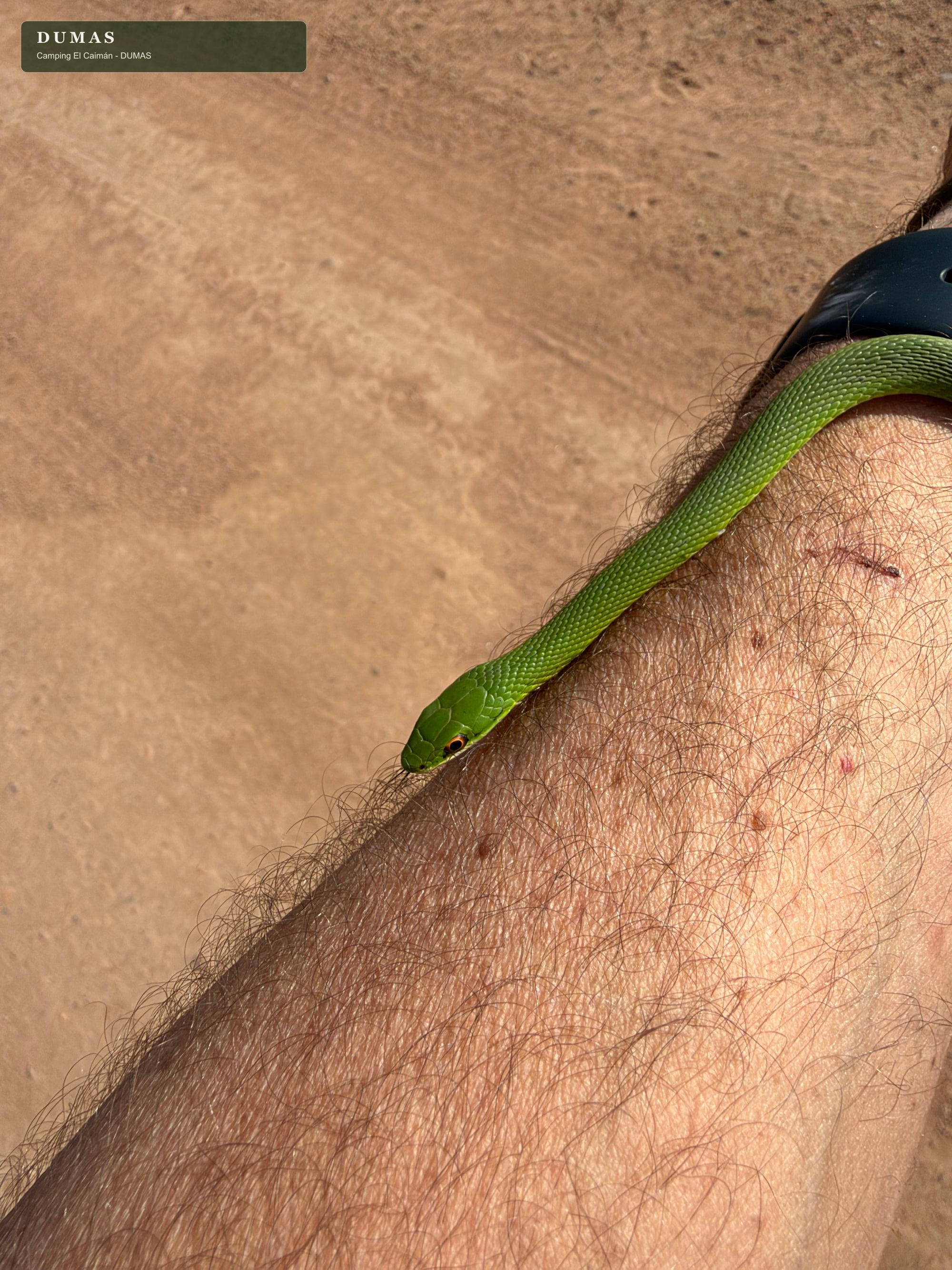 Culebra verde esmeralda extendida sobre un brazo